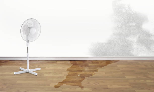 Best Flood damage cleanup  in Cornville, AZ