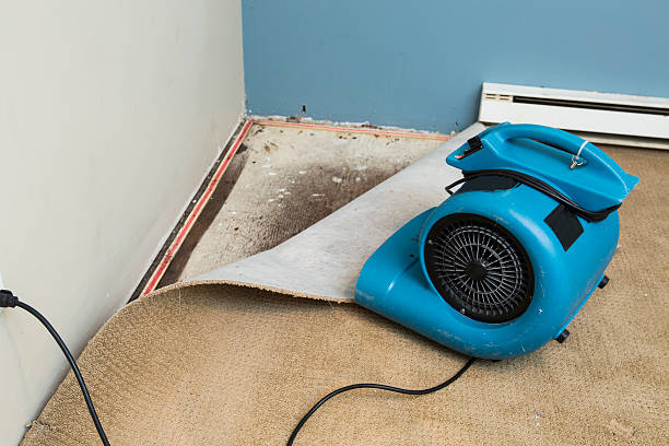 Best Water damage restoration process  in Cornville, AZ